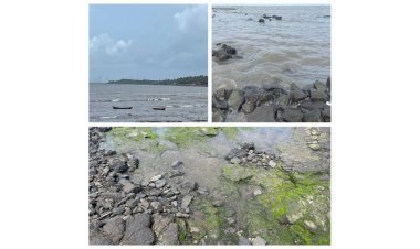 No damage due to oil spill near Uran