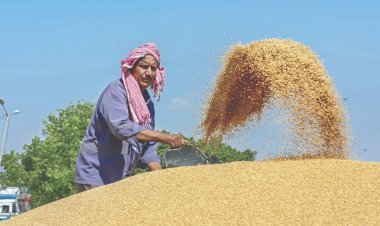 Till now the government has purchased 12.21 lakh tonnes of Kharif paddy, sold wheat and rice through e-auction