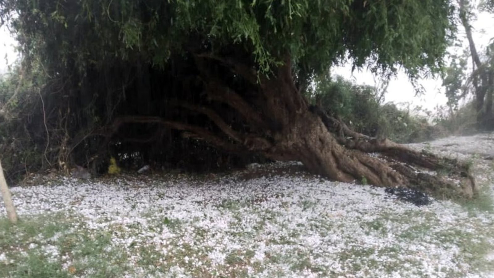 Unseasonal rain and hailstorm in Gujarat, 17 dead due to lightning; Meteorological Department issued alert