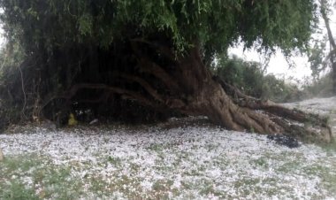 Unseasonal rain and hailstorm in Gujarat, 17 dead due to lightning; Meteorological Department issued alert