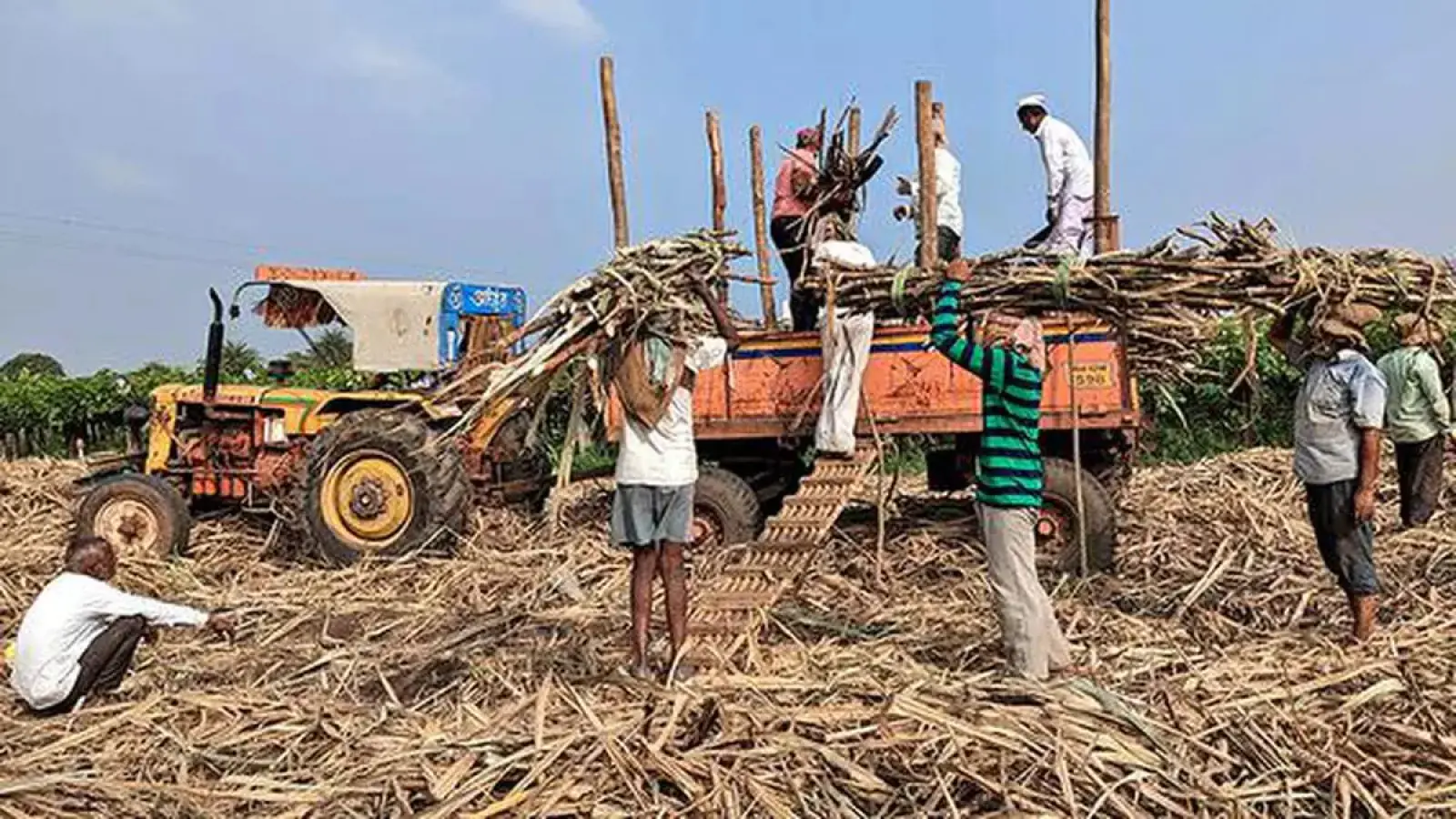 Molasses Export: Now 50% duty will be imposed on molasses export, will help in making ethanol, know when will it be implemented