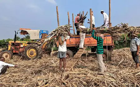 Molasses Export: Now 50% duty will be imposed on molasses export, will help in making ethanol, know when will it be implemented