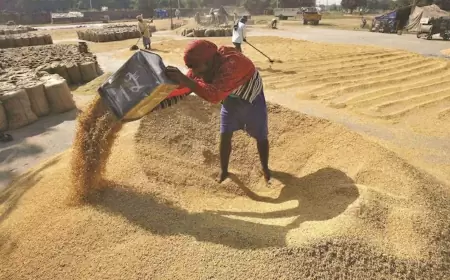 'There should be a permanent solution to the grain stock issue for food security'; G33 countries appeal to WTO members