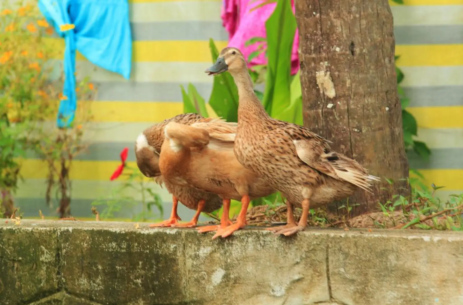 Bird flu wreaks havoc in Kerala and Tamil Nadu increased vigilance, gave these important instructions