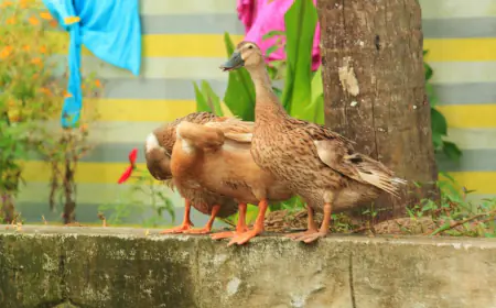 Bird flu wreaks havoc in Kerala and Tamil Nadu increased vigilance, gave these important instructions