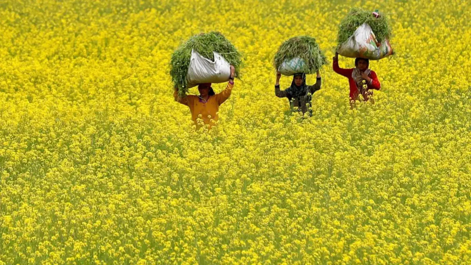 Relief to farmers due to purchase of mustard by government agencies, but customers upset due to increase in price