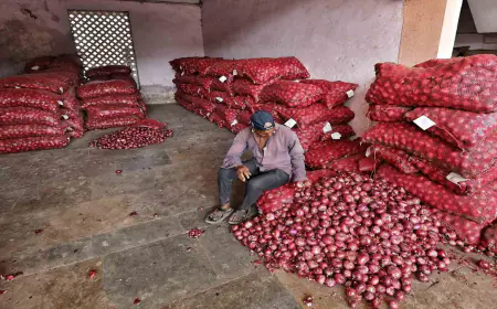 Government tightens its belt to stop prices from rising, starts purchasing five lakh tonnes of onion for buffer stock