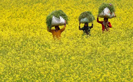 Relief to farmers due to purchase of mustard by government agencies, but customers upset due to increase in price