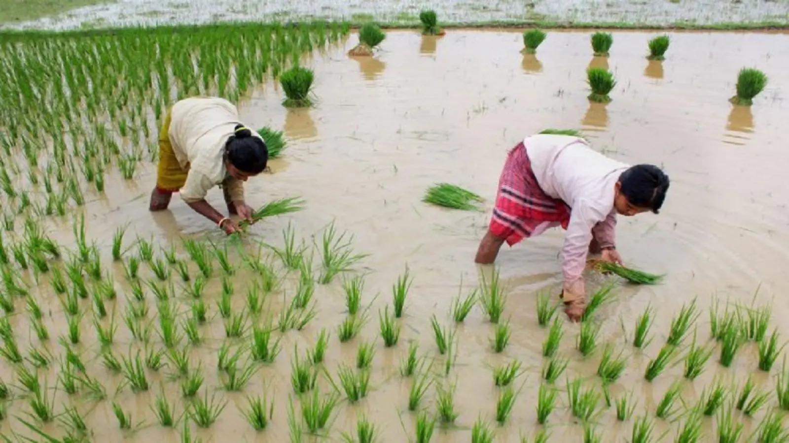 Modi government's gift to farmers, MSP approved for 14 Kharif crops