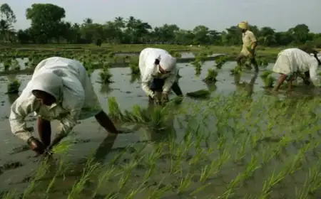Food grain production decreased in the last financial year, irregular monsoon was the reason for this