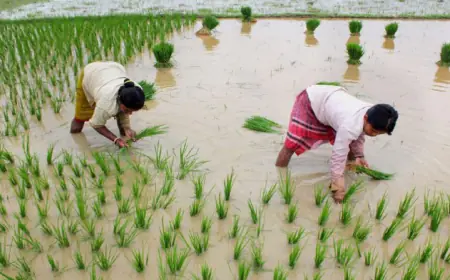 Modi government's gift to farmers, MSP approved for 14 Kharif crops