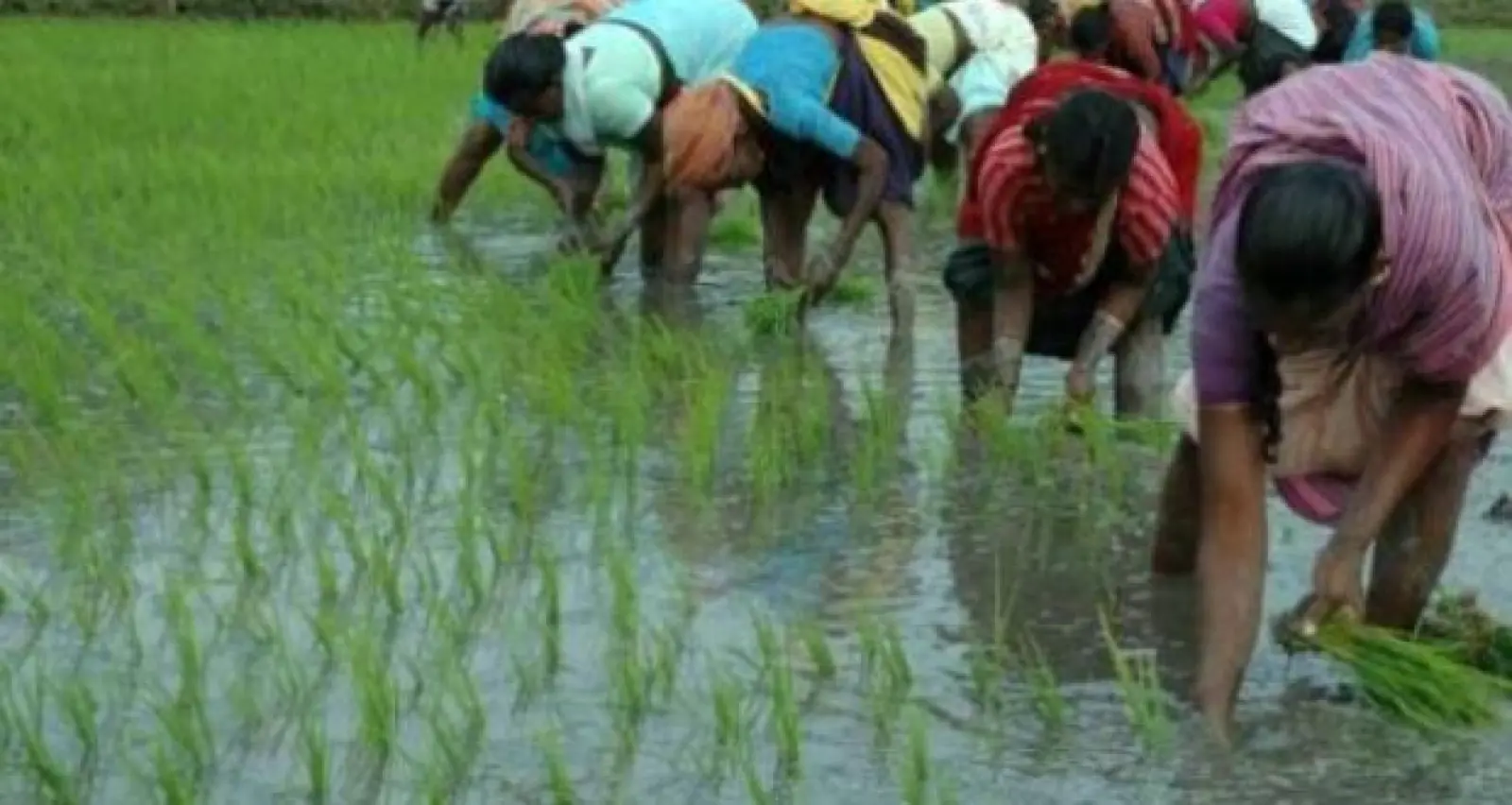 Data revealed that in November, the Consumer Price Index for Agricultural and Rural Labourers increased 5–5 points