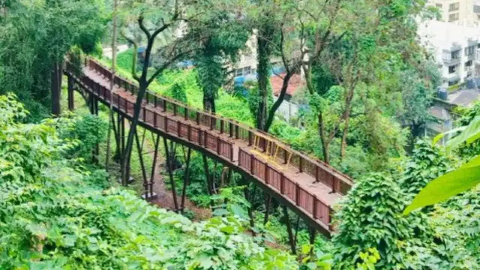 Mumbai's first elevated nature trail walkway will start from Sunday; Know how much the ticket