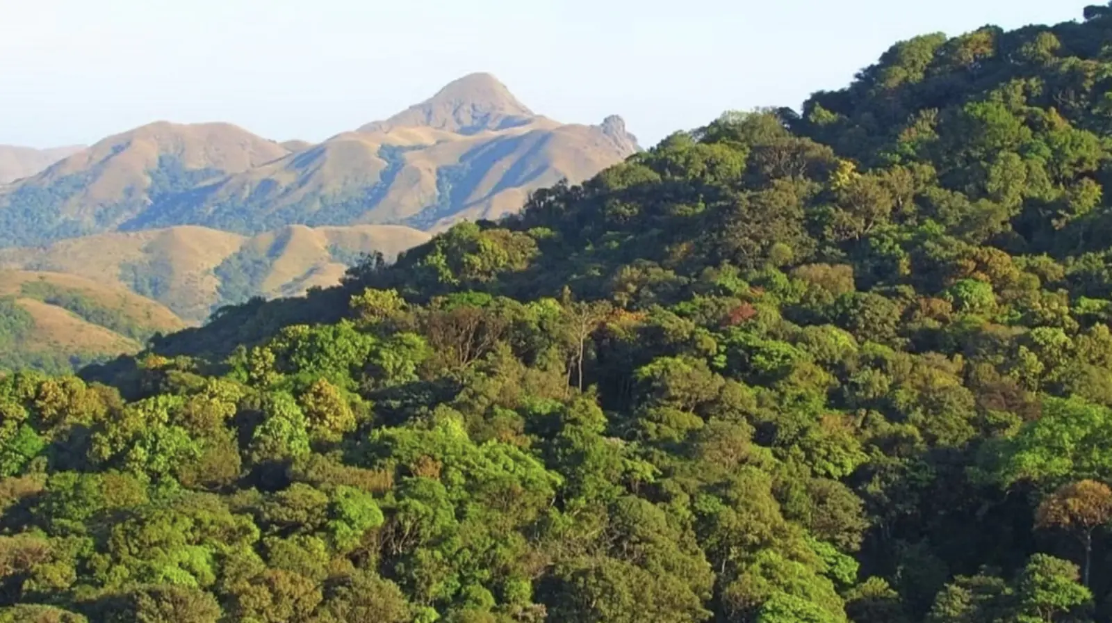 India lost 18200 hectares of primary forest in 2024; Figures were revealed in the survey