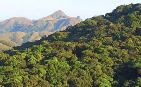 India lost 18200 hectares of primary forest in 2024; Figures were revealed in the survey