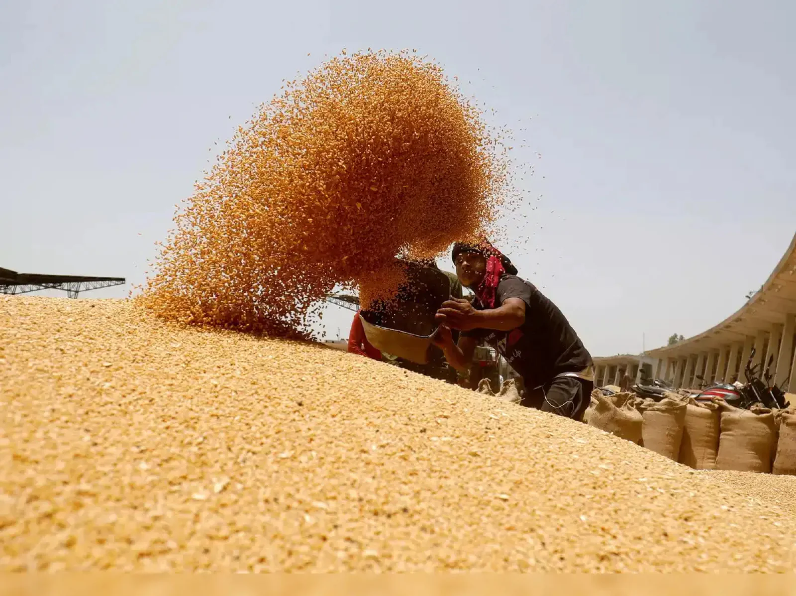 No need to sell wheat under OMSS, supply and prices stabilized 