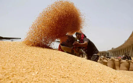 No need to sell wheat under OMSS, supply and prices stabilized 