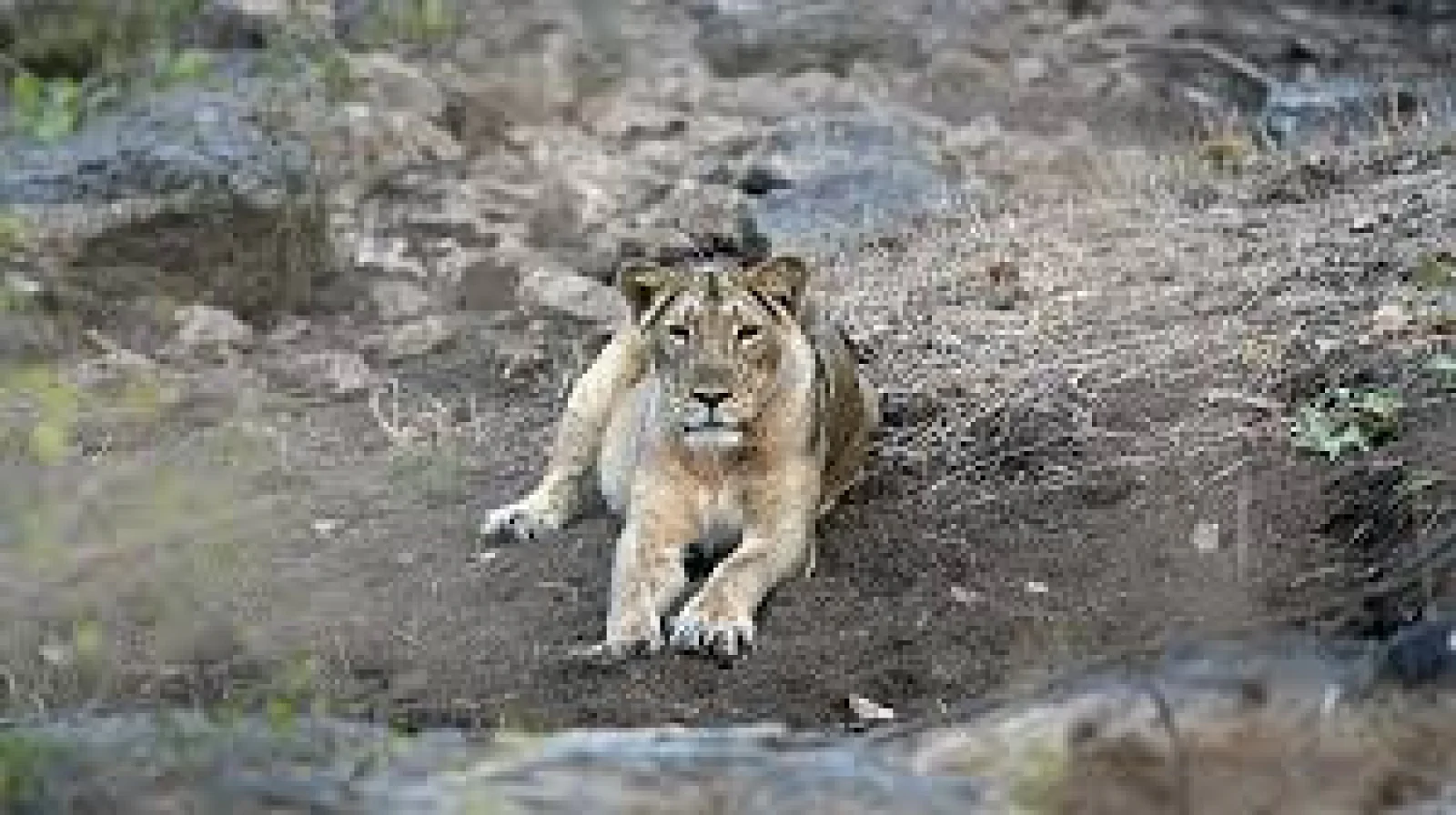 Questions raised on continuous deaths after the body of a lioness was found in Amreli, Gujarat