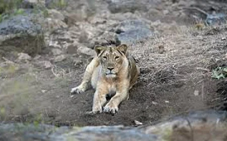Questions raised on continuous deaths after the body of a lioness was found in Amreli, Gujarat
