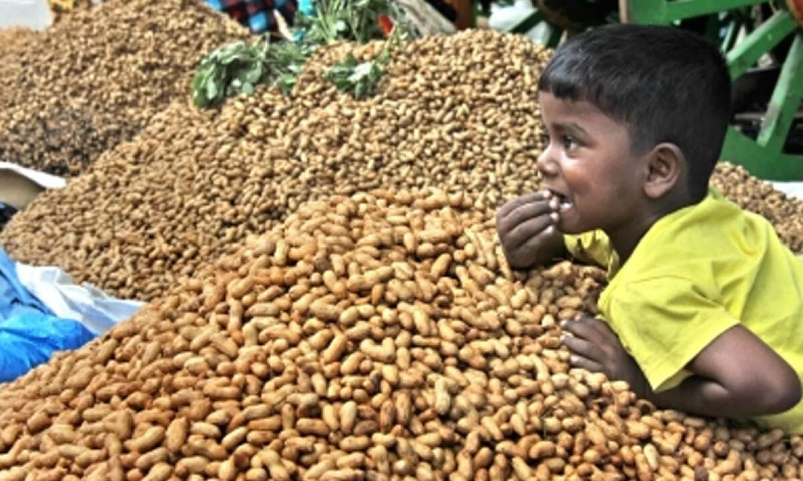 Govt to Procure 100% of Mung, Sesame, Peanuts in UP; Soybean, Mung, Peanuts in Gujarat