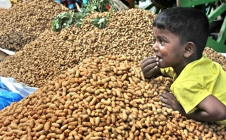 Govt to Procure 100% of Mung, Sesame, Peanuts in UP; Soybean, Mung, Peanuts in Gujarat