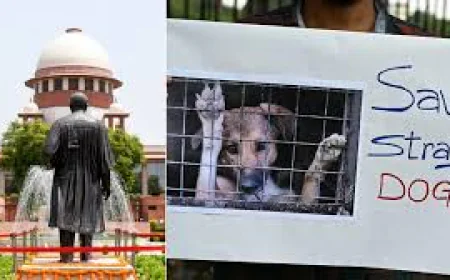 Elderly Couple Moves Supreme Court Over Stray Dog Menace After Multiple Bite Incidents in Delhi