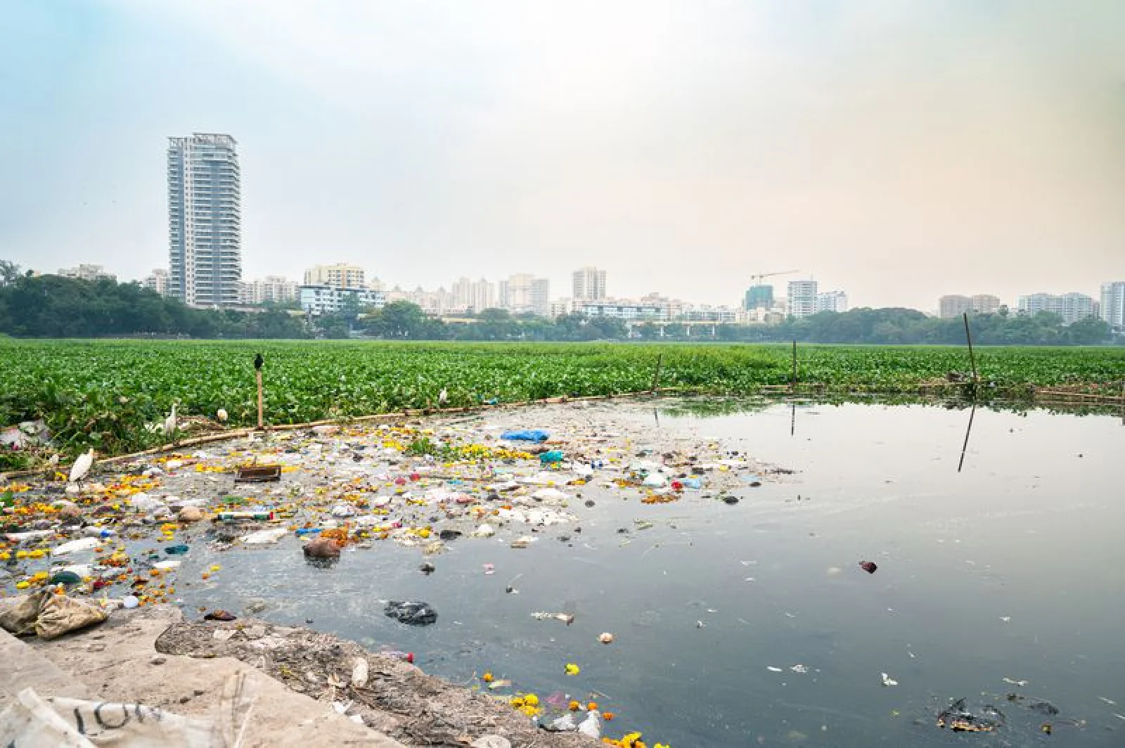 Big Boost to Marine Conservation: Plastic Barriers Coming to Mumbai Waterways