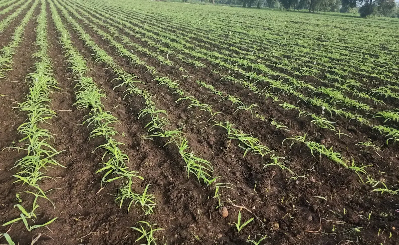 President Murmu Says Medicinal Farming Boosts Farmers’ Income and Soil Health