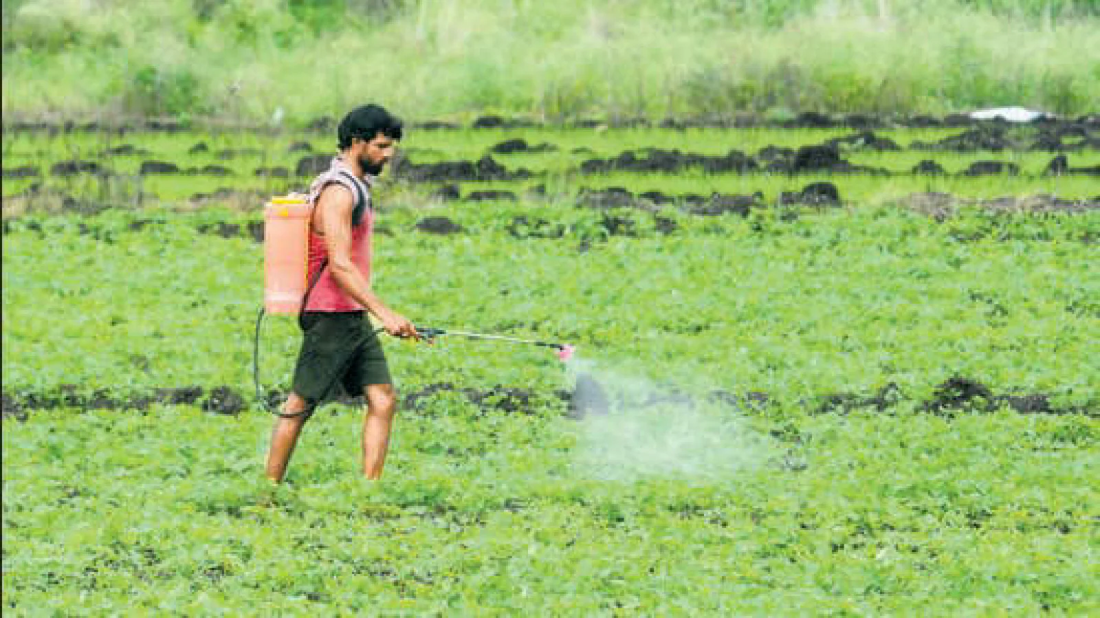 Fertilizers and Chemicals Travancore Limited Says Kharif Fertilizer Supply Secure Despite West Asia Tensions