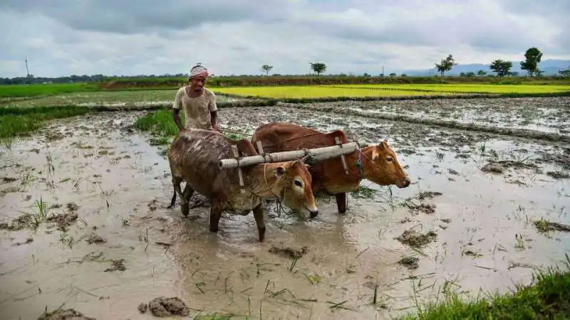 India Meteorological Department flags weak monsoon risk, but reservoir levels offer relief to farmers