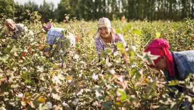 Cotton Farmers in Gujarat to Get Up to ₹14,000 Per Hectare Under Cotton Productivity Mission; Check Eligibility