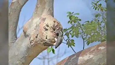 Indian Grey Hornbill Returns to Gir After Six Decades