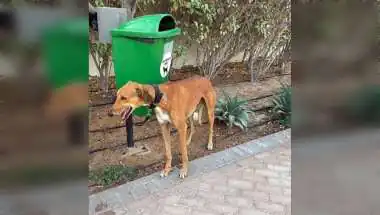 Register Pets by Sept 30 or Face ₹5,000 Fine: JMC