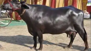 Murrah Buffalo Farming: This High-Milk-Yield Breed Can Produce Up to 20 Litres of Milk Daily
