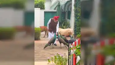 PM Modi Shares Morning Routine With Peacocks and Cattle