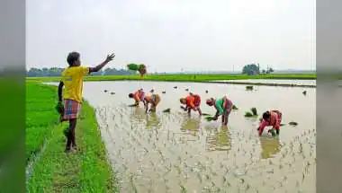 India Monsoon Recovery Eases Kharif Crop Risks: Macquarie Report