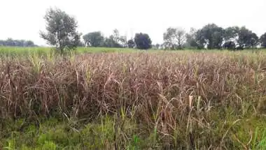 Sugarcane Crisis Deepens: Why Farmers Are Moving Away From CO-0238 and Turning to New Red Rot-Resistant Varieties