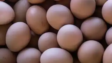 Why Is Namakkal Called the Egg City of India? Know About Its ₹10,000 Crore Poultry Industry