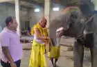 Amer's Elephant Veeru Worshipped on Ganesh Chaturthi, Swastik Drawn on Forehead