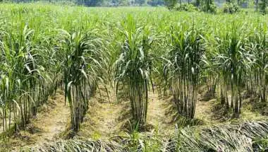 Water Scarcity Threatens 4,000 Acres of Sugarcane in Madurai