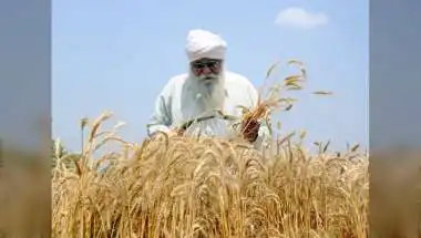 India's Record Wheat Harvest Unlocks $1.5 Bn Export Window