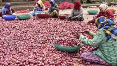 Onion Prices May Stay High: Kharif Cultivation Falls to 1.30 Lakh Hectares, Supply Concerns Grow