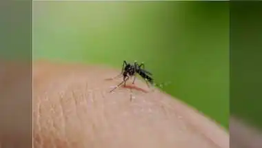 New Dengue Cases In West Bengal Cross 500-Mark In Last Seven Days, Murshidabad Worst Hit