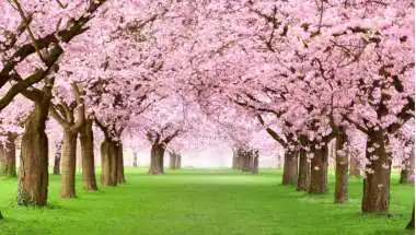 Meghalaya Preps for Cherry Blossom Festival 2026