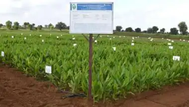 Natural Farming Doubles Turmeric Output: Gujarat Study
