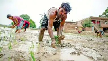 El Nino Threatens Rabi Crop in Rainfed Regions: Agriculture Secretary Warns of Impact on Foodgrain Output