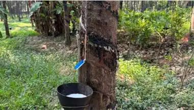 Rubber Prices Rise in Kanyakumari but Heat Cuts Latex Output