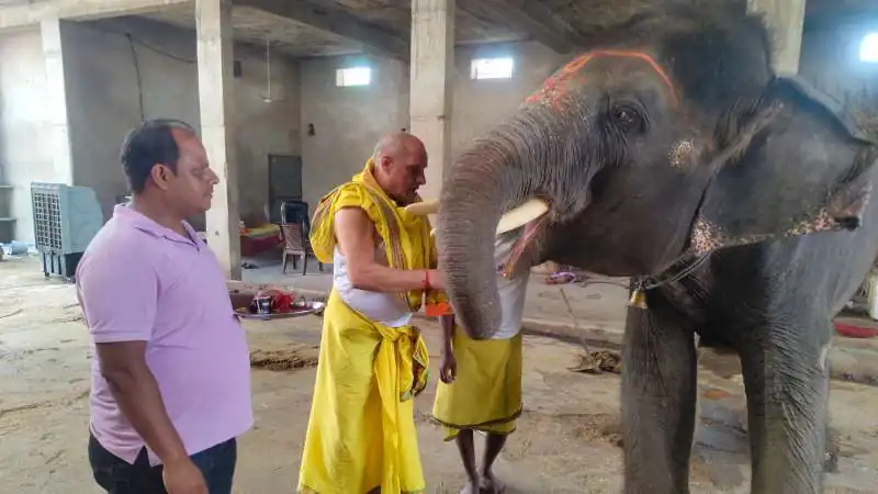 Amer's Elephant Veeru Worshipped on Ganesh Chaturthi, Swastik Drawn on Forehead