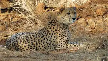Centre Forms Team to Probe Death of Cheetah Cub After Pellet Injuries in Madhya Pradesh