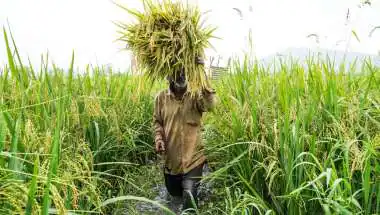 Rabi MSP 2027-28: Farmers to Get ₹90,962 Crore for 324 Lakh MT; Safflower Hiked by ₹675, Mustard by ₹413 per Quintal